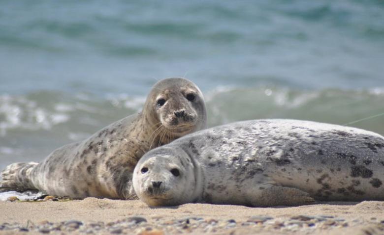 Free stock image of Seals on the Shore created by Pixabay