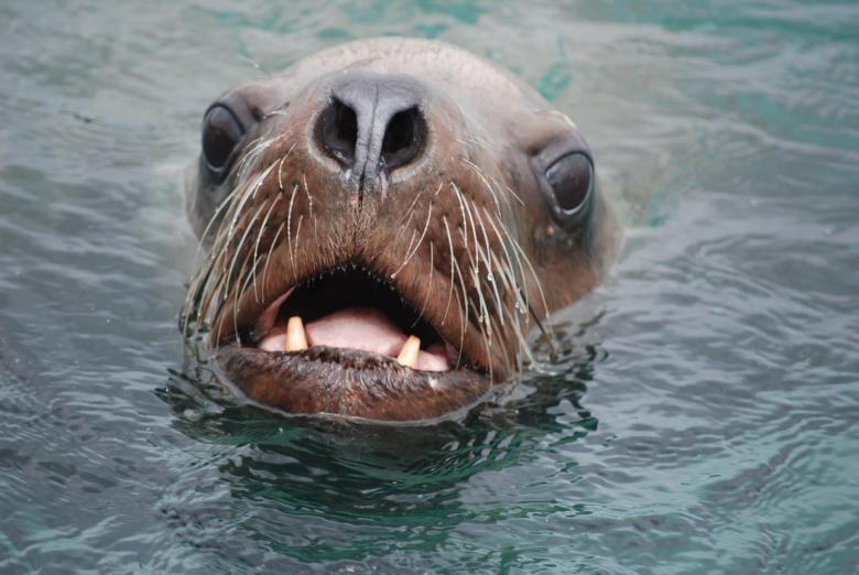 Free stock image of Stellar Sea Lion created by Pixabay