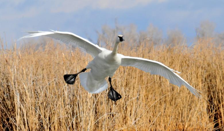 Free stock image of Trumpeter Swan created by Pixabay