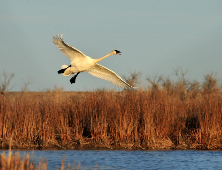 Free stock image of Trumpeter Swan created by Pixabay