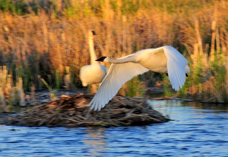 Free stock image of Trumpeter Swans created by Pixabay