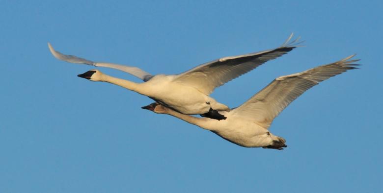 Free stock image of Trumpeter Swans created by Pixabay