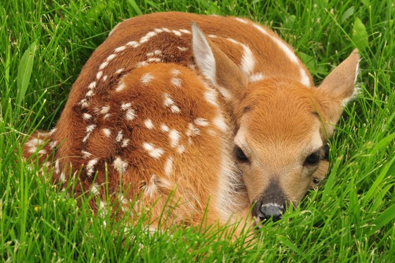 Free stock image of White Tailed Deer created by Pixabay
