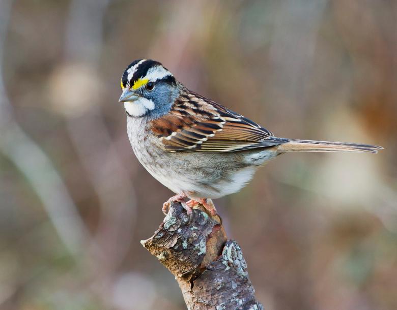 Free stock image of White Throated Sparrow created by Pixabay