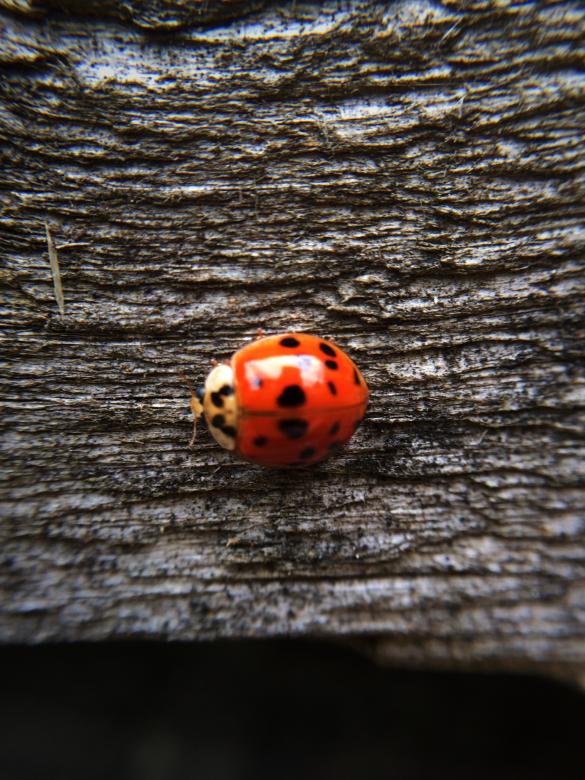 Free stock image of My Lady Friend created by Nature Girl