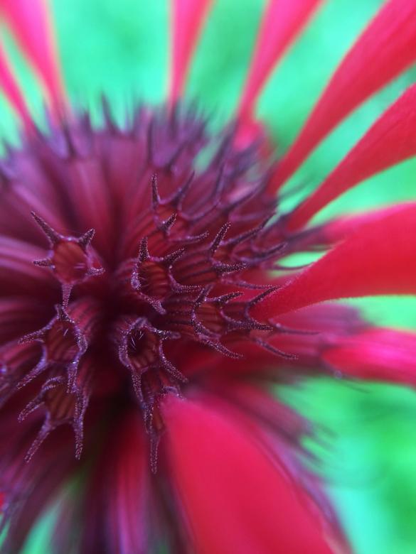 Free stock image of Summer Blooms created by Nature Girl