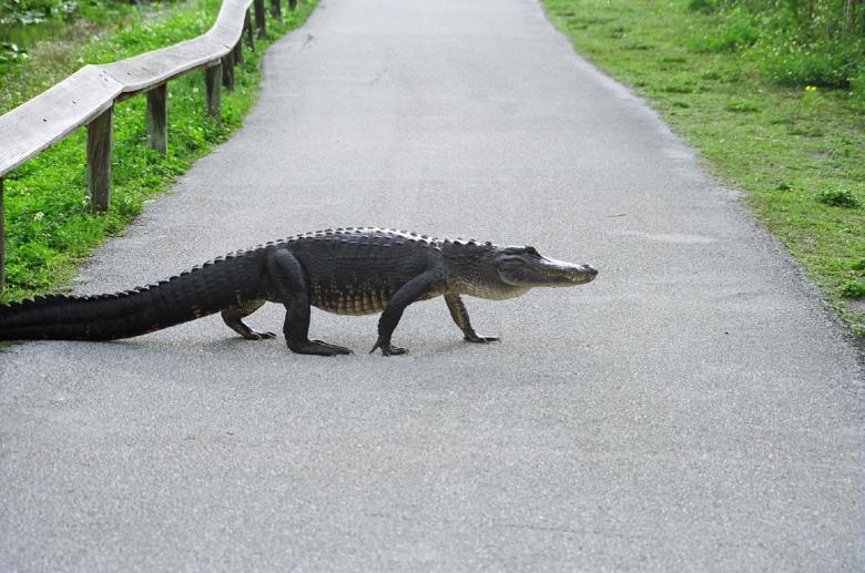 Free stock image of Alligator on the Road created by Pixabay