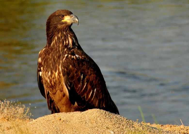 Free stock image of Bald Eagle created by Pixabay