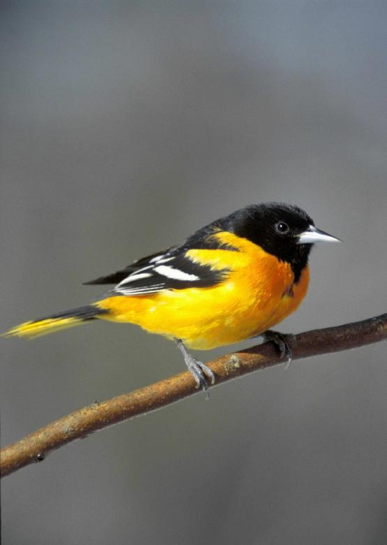 Free stock image of Baltimore Oriole created by Pixabay