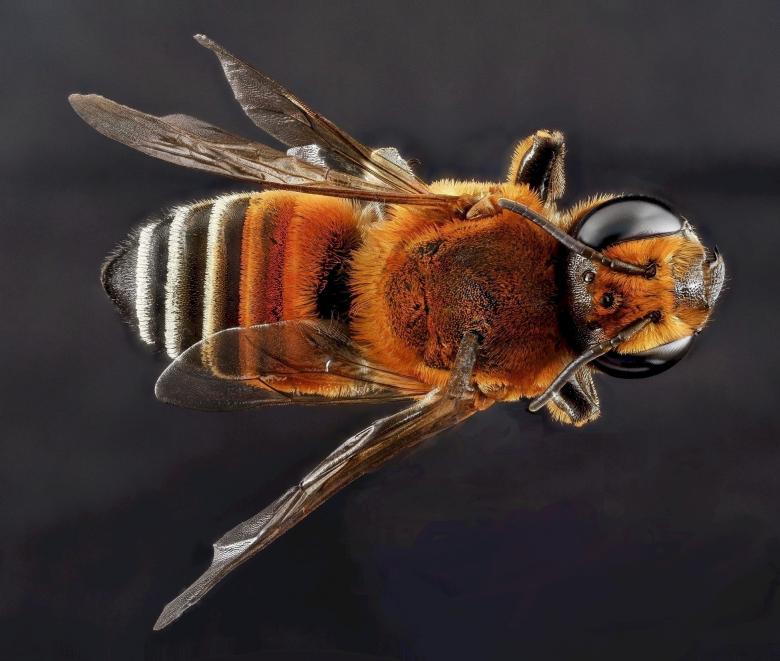 Free stock image of Bee Closeup created by Pixabay
