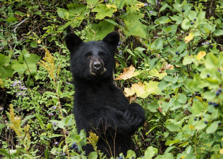 Free stock image of Black Bear created by Pixabay