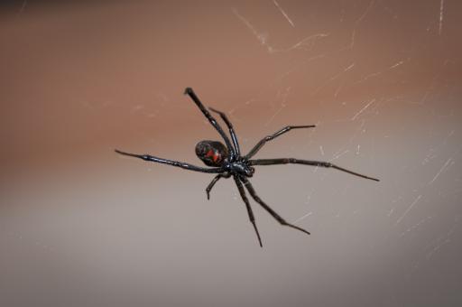 Black Widow Spider - Free Stock Photo