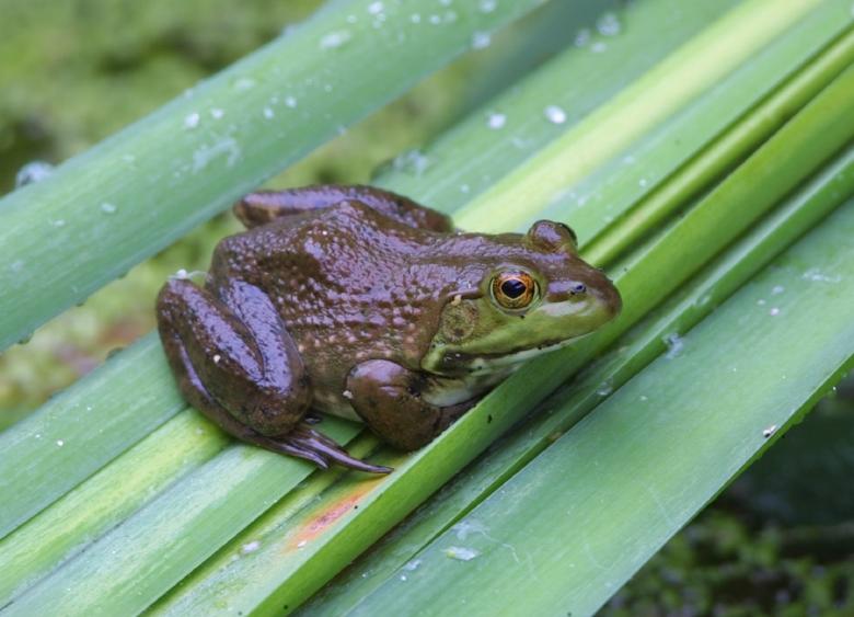 Free stock image of Bullfrog in Jungle created by Pixabay