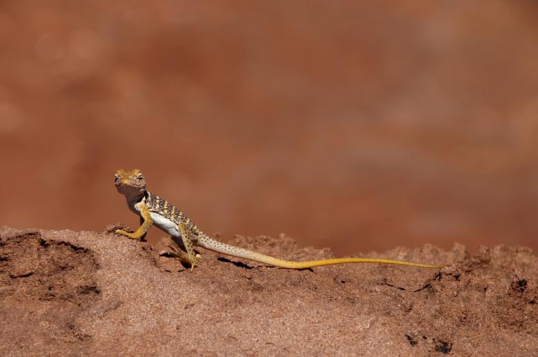 Free stock image of Collared Lizard created by Pixabay