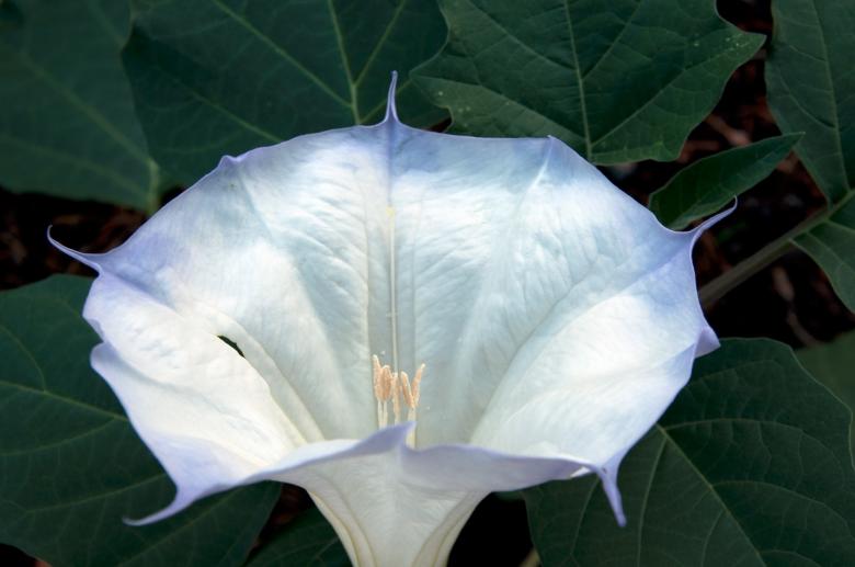 Free stock image of Datura Wrightii created by Pixabay