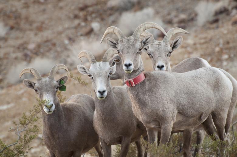 Free stock image of Desert Bighorn Sheep created by Pixabay