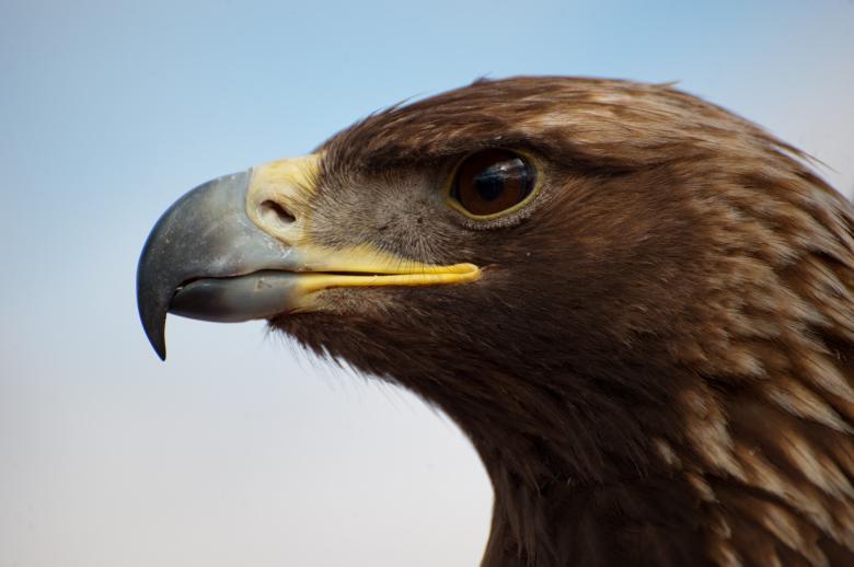 Free stock image of Eagle Head created by Pixabay