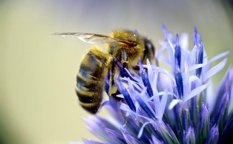 Free stock image of Honeybee on the Flower created by Pixabay