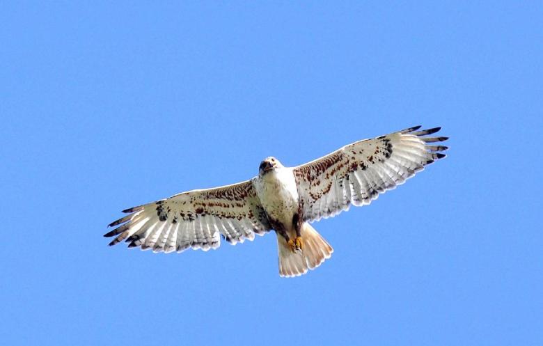 Free stock image of Ferruginous Hawk created by Pixabay
