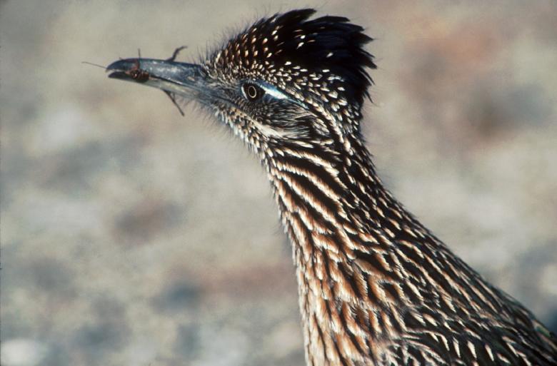 Free stock image of Great Roadrunner created by Pixabay