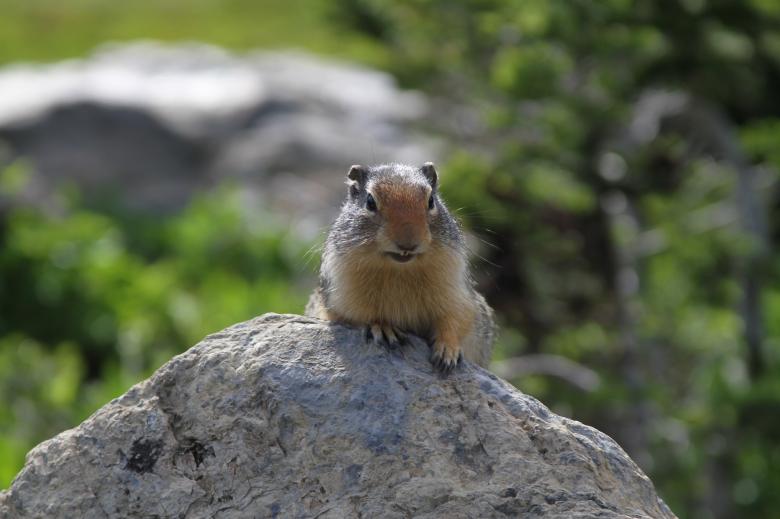 Free stock image of Ground Squirrel created by Pixabay