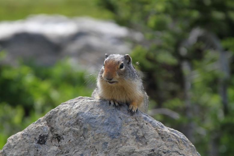 Free stock image of Ground Squirrel created by Pixabay