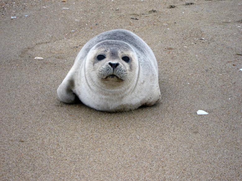 Free stock image of Harbor Seal created by Pixabay