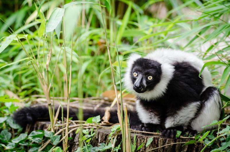 Free stock image of Lemur in the Zoo created by Pixabay
