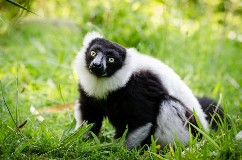 Free stock image of Lemur in the Zoo created by Pixabay