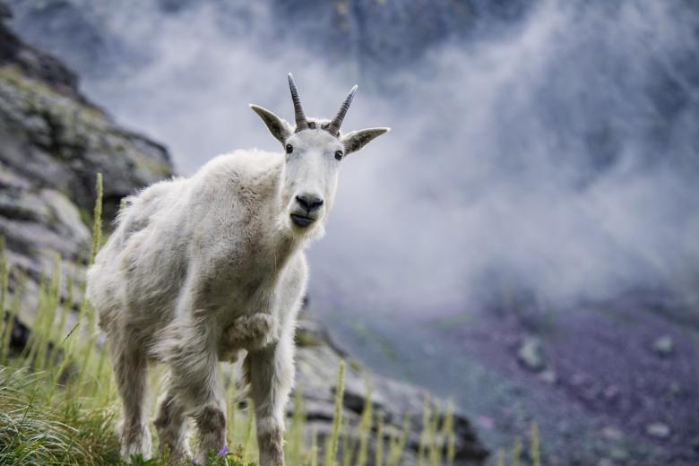 Free stock image of Mountain Goat created by Pixabay