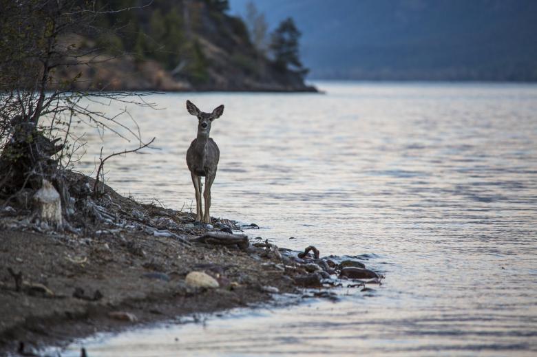 Free stock image of Mule Deer created by Pixabay