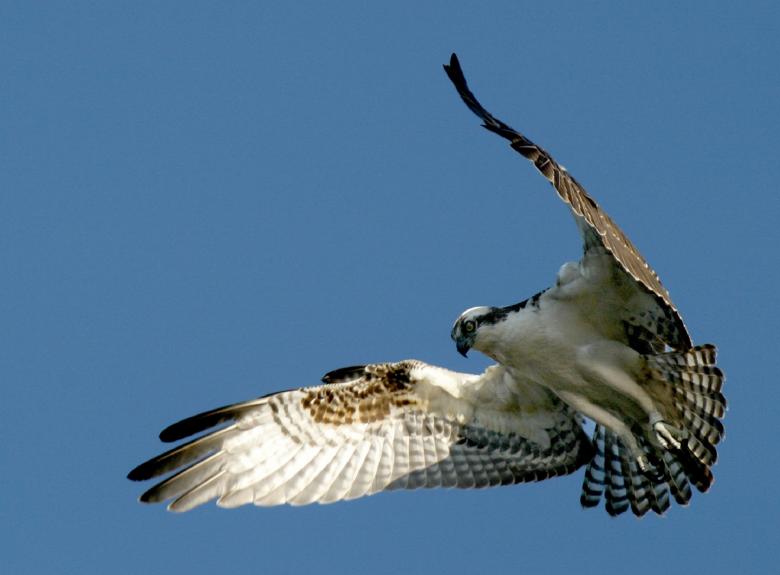 Free stock image of Osprey Hunting created by Pixabay