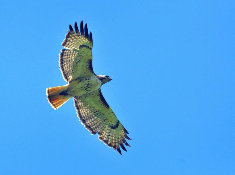 Free stock image of Red Tailed Hawk created by Pixabay