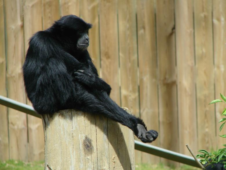 Free stock image of Siamang in the Zoo created by Pixabay