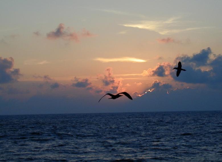 Free stock image of Birds flying over the Sea created by Pixabay