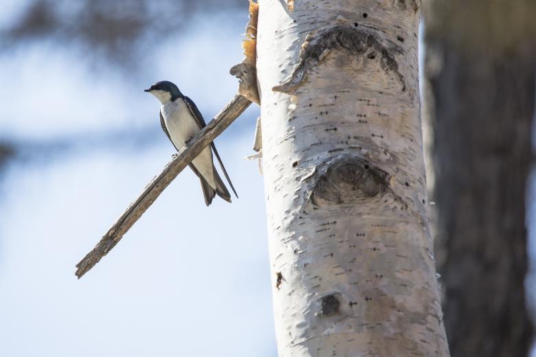 Free stock image of Tree Swallow created by Pixabay