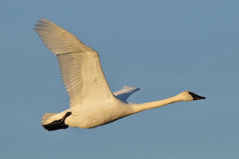 Free stock image of Trumpeter Swan created by Pixabay