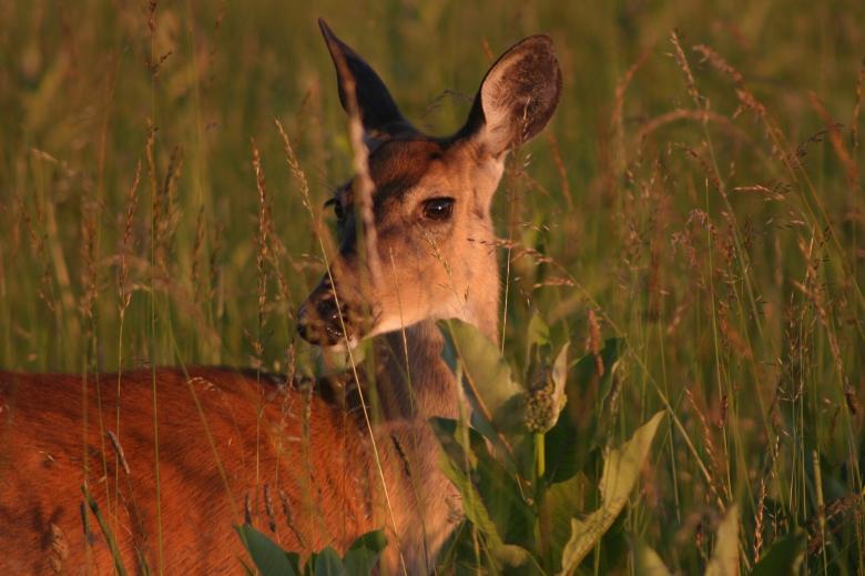 Free stock image of White Tailed Deer created by Pixabay