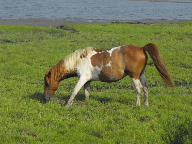 Free stock image of Wild Horse created by Pixabay