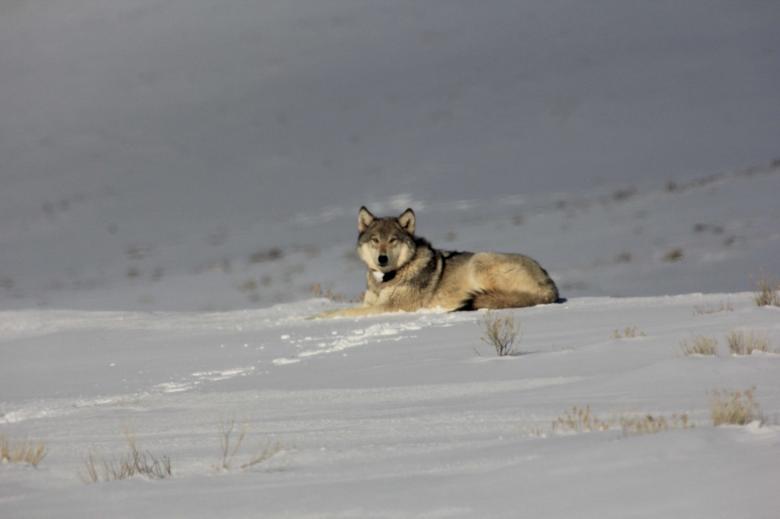 Free stock image of Wild Wolf created by Pixabay