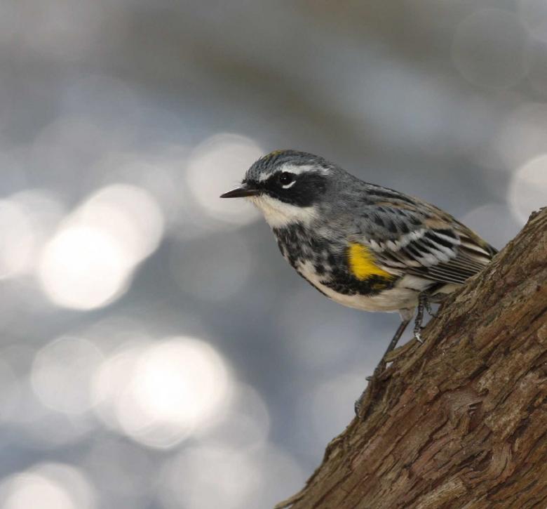 Free stock image of Yellow Rumped Warbler created by Pixabay