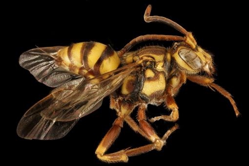 Bee Closeup - Free Stock Photo