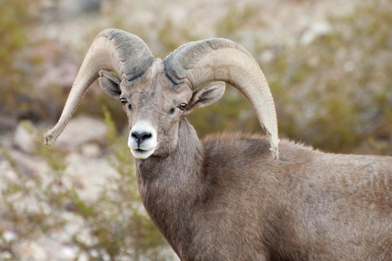 Free stock image of Bighorn Sheep created by Pixabay