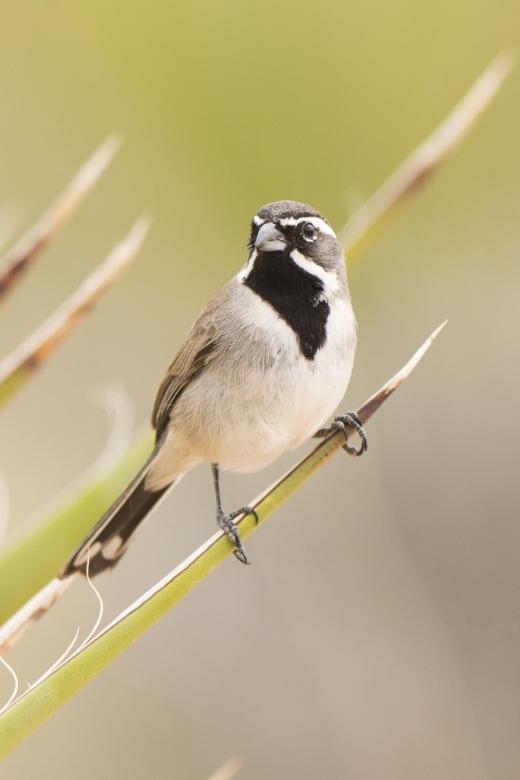 Free stock image of Black Throated Sparrow created by Pixabay