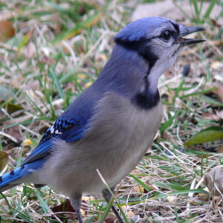 Free stock image of Blue Jay created by Pixabay