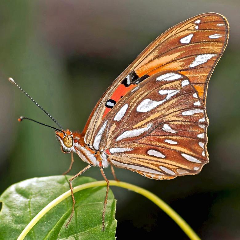 Free stock image of Brown Butterfly created by Pixabay