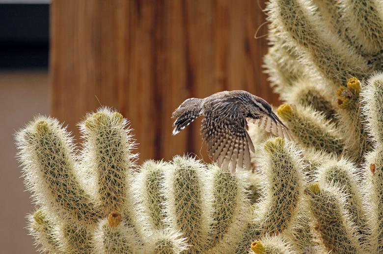 Free stock image of Cactus Wren created by Pixabay