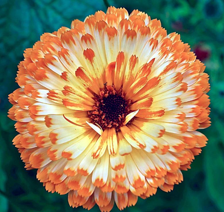 Free stock image of Calendula in the Garden created by Pixabay