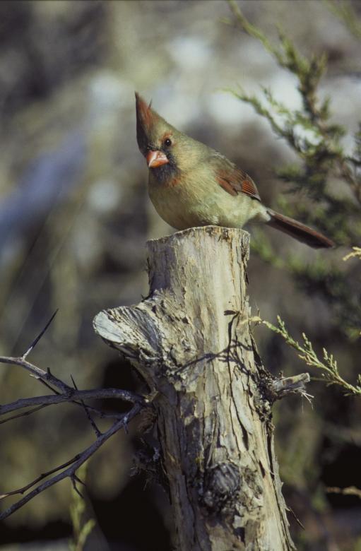 Free stock image of Northern Cardinal created by Pixabay