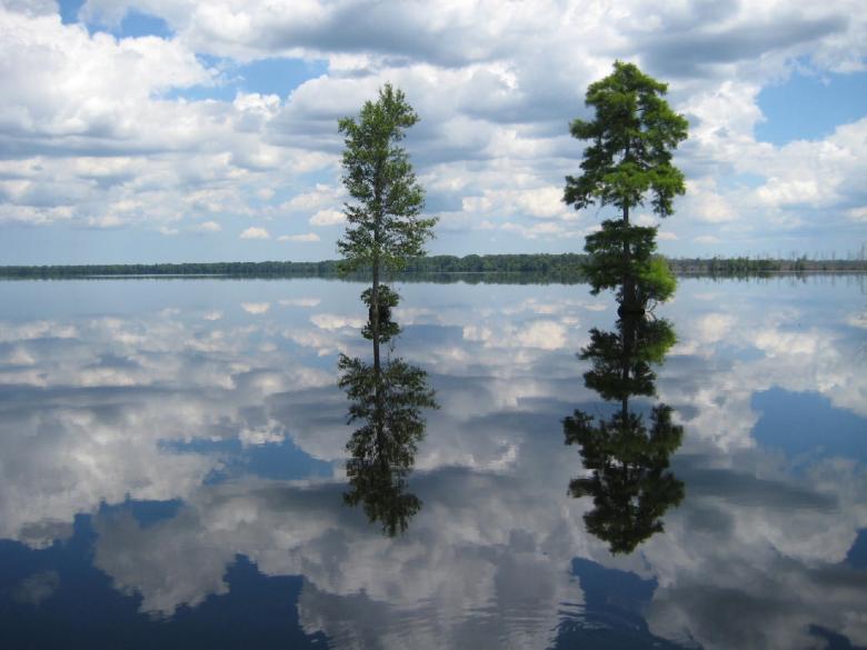 Free stock image of Great Dismal Swamp created by Pixabay